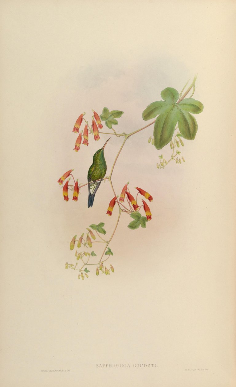 Sapphironia goudoti = Lepidopyga goudoti od John Gould