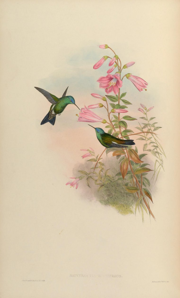 Saucerottia cyanifrons = Amazilia cyanifrons od John Gould