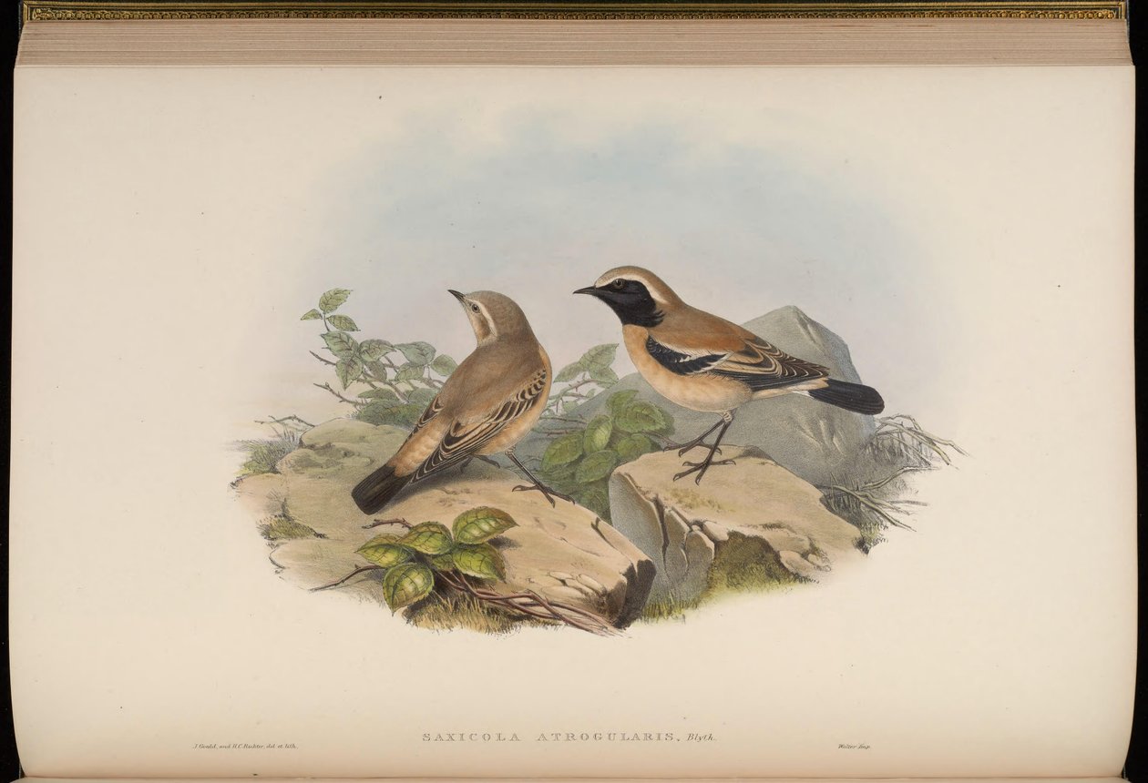 Saxicola atrogularis = Oenanthe deserti od John Gould