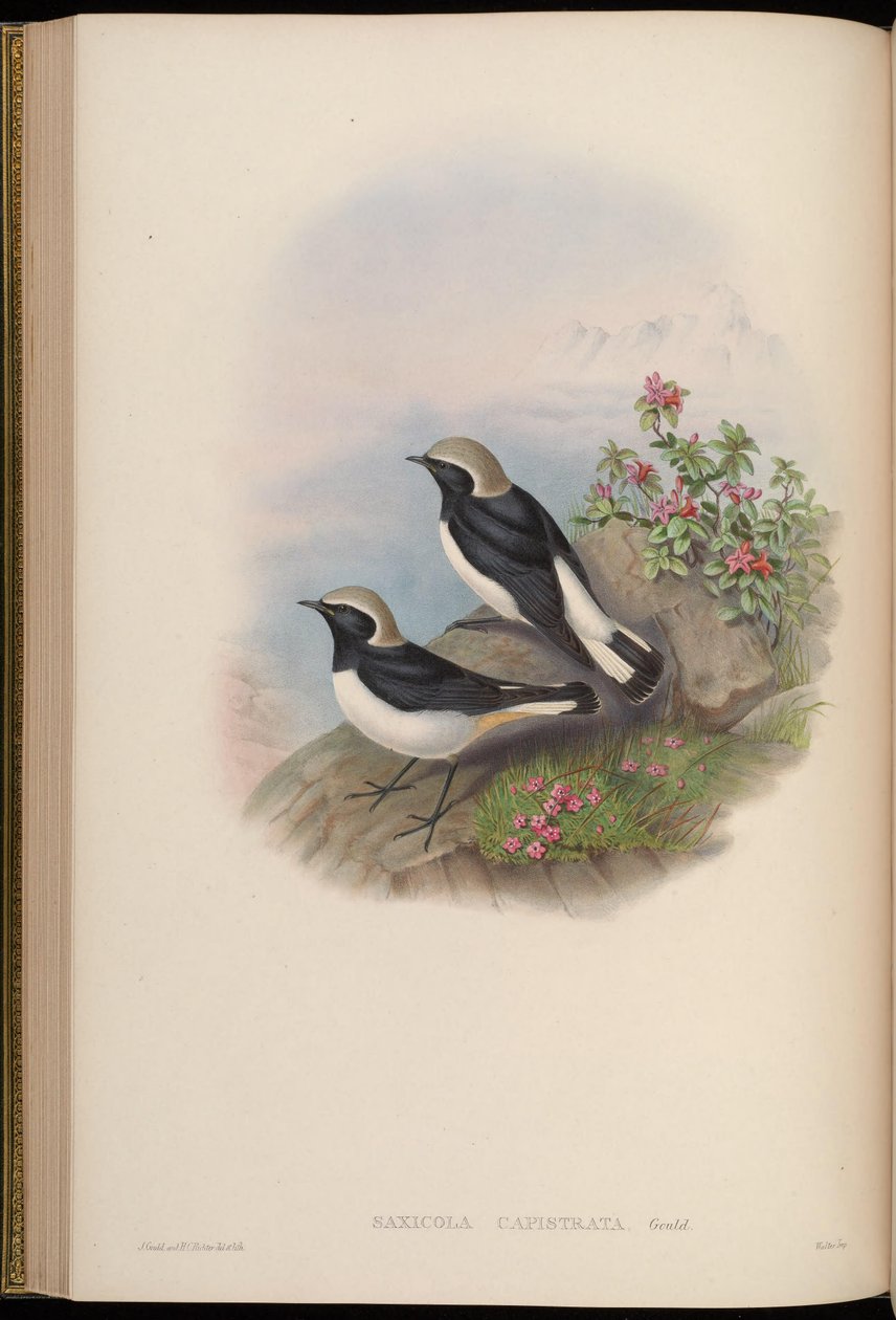 Saxicola capistrata = Oenanthe picata capistrata od John Gould