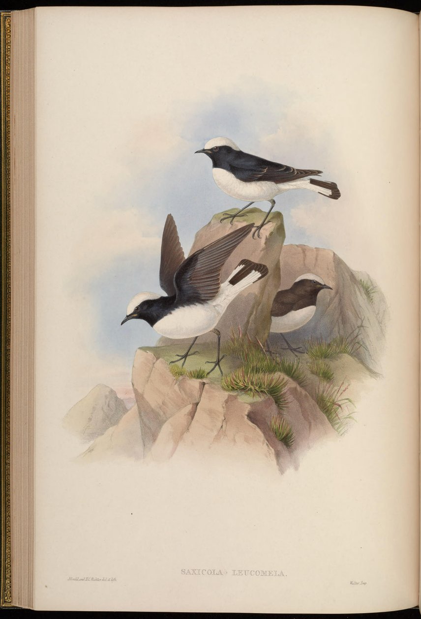 Saxicola leucomela = Oenanthe pleschanka od John Gould