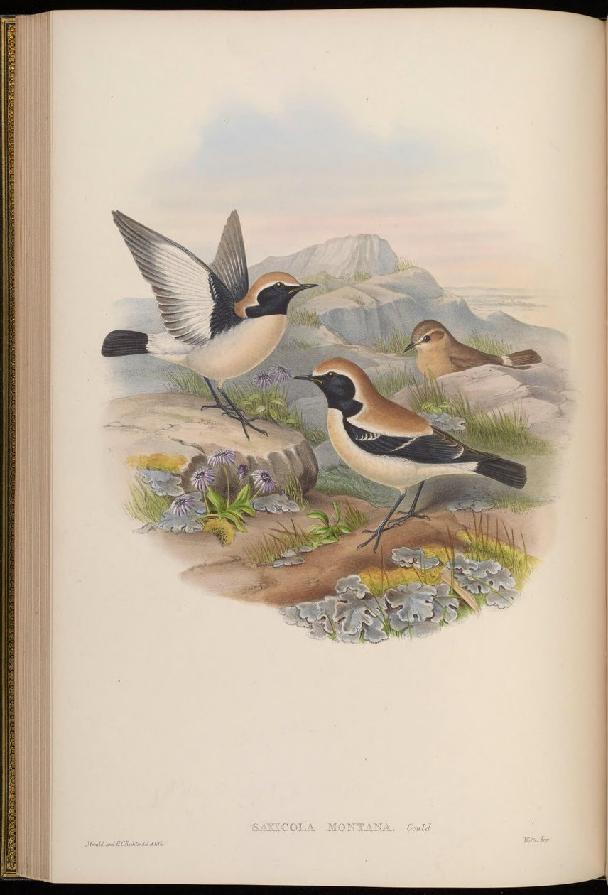 Saxicola montana = Oenanthe deserti od John Gould