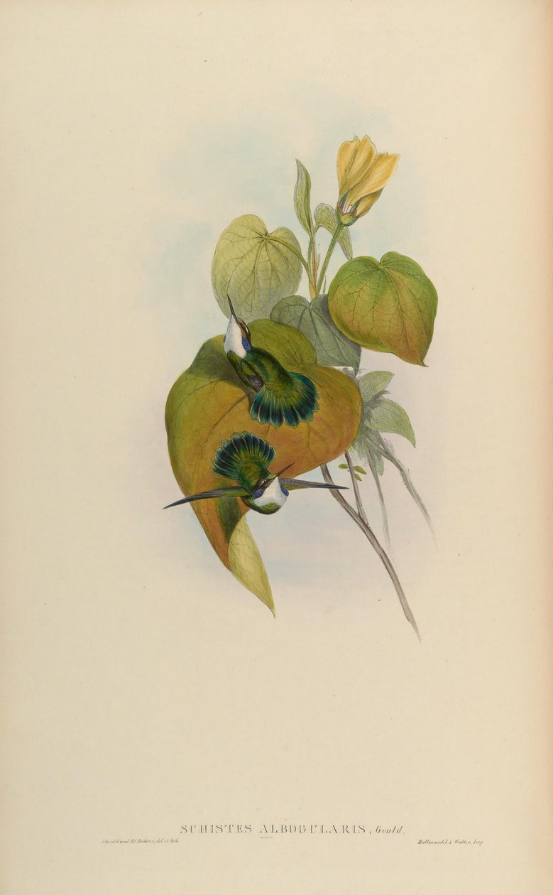 Schistes albogularis = Schistes geoffroyi albogularis od John Gould