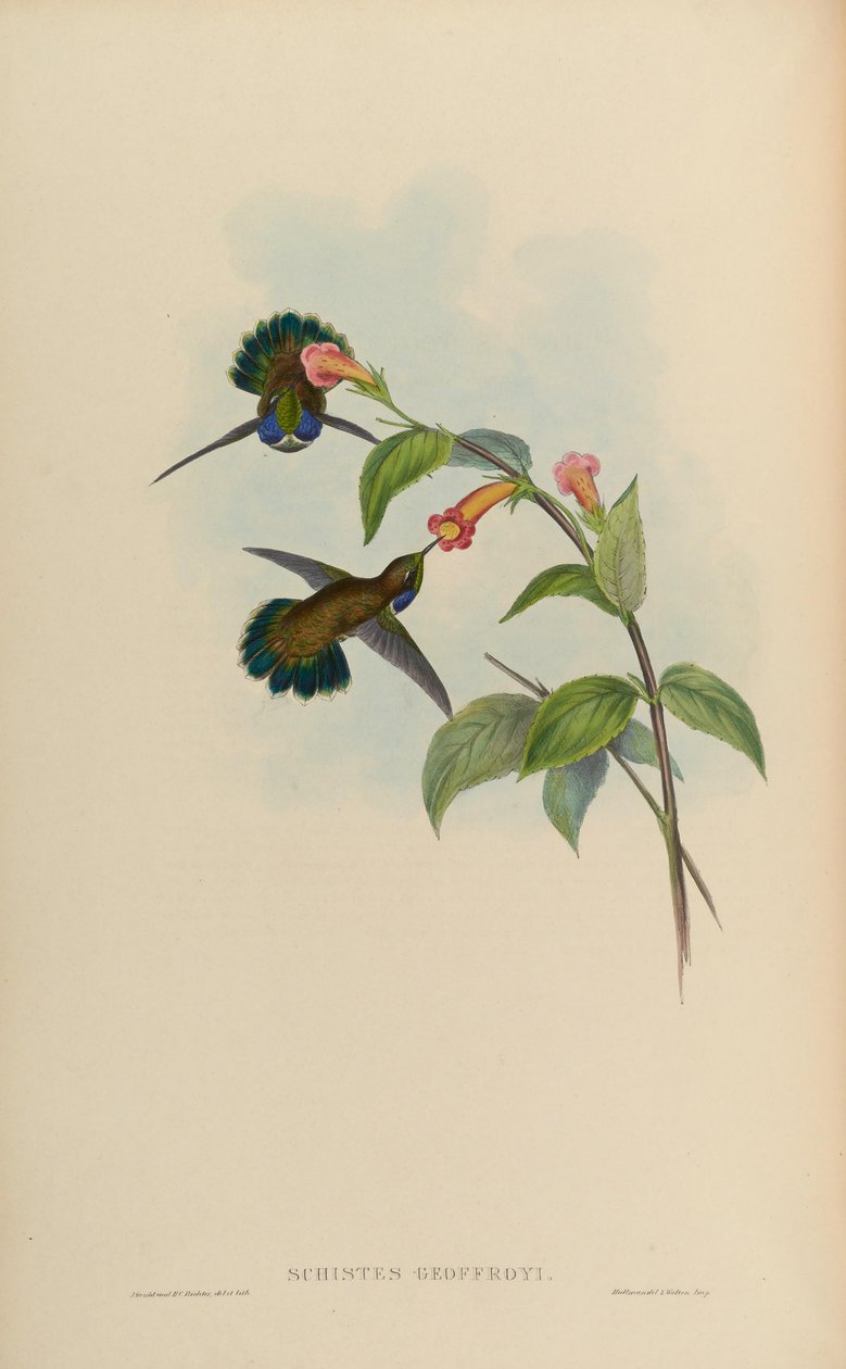 Schistes geoffroyi od John Gould