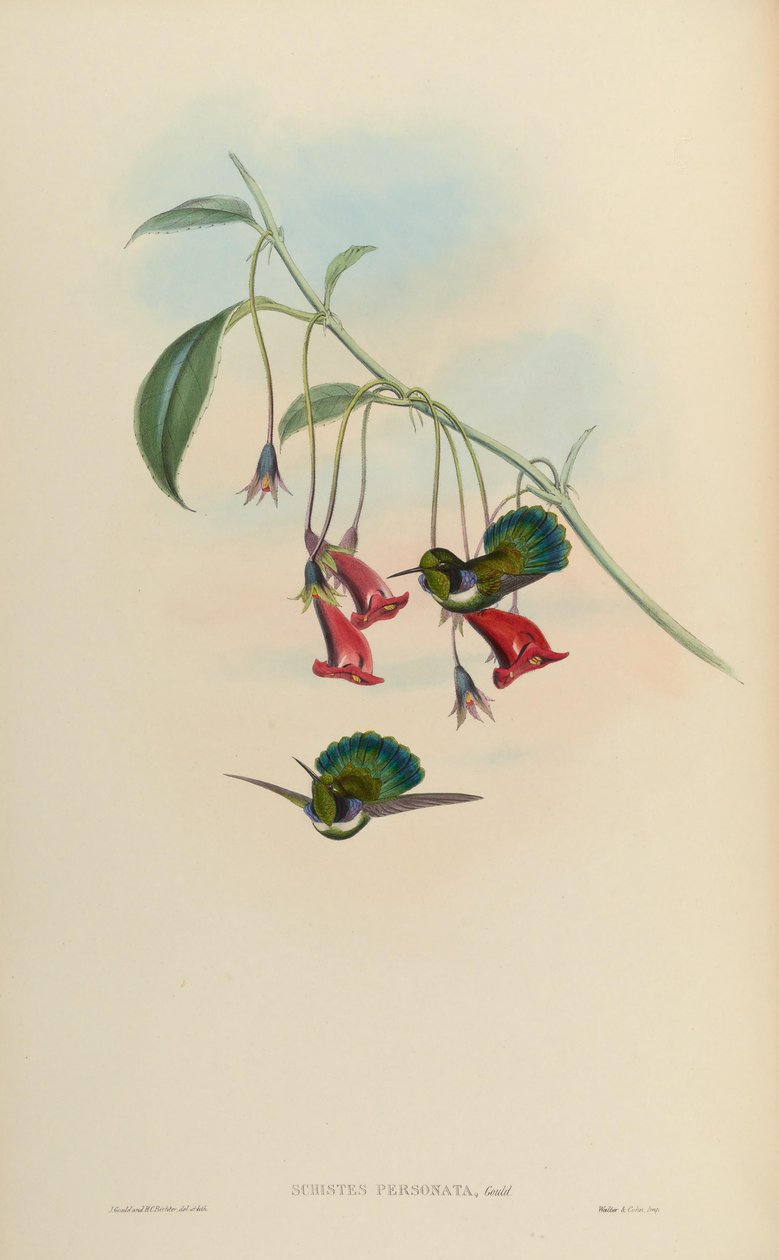 Schistes personata = Schists geoffroyi albogularis od John Gould