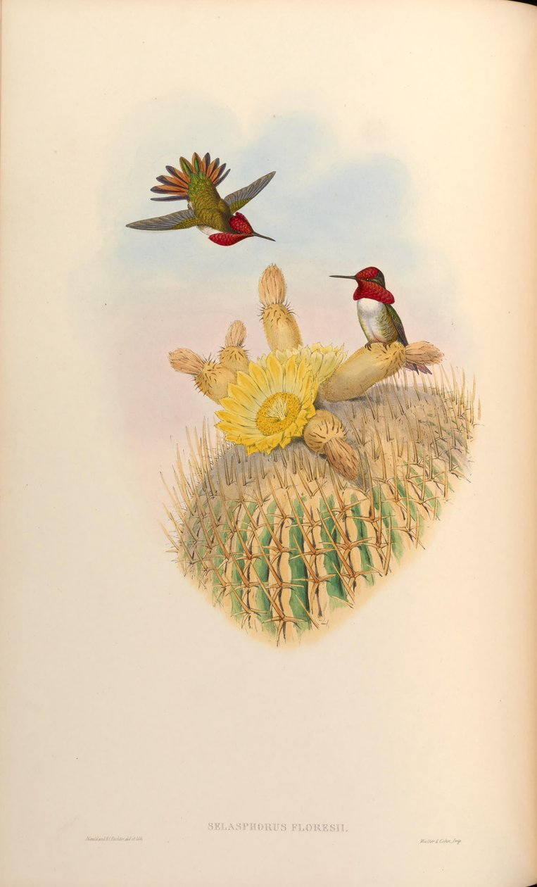 Selasphorus floresii = Selasphorus sasin x Selasphorus anna od John Gould