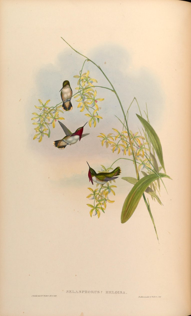 Selasphorus heloisa = Atthis heloisae od John Gould