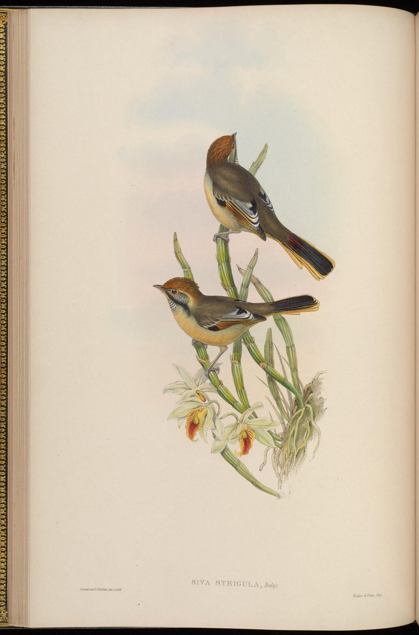 Šedý sestřih = sestřih Minly od John Gould