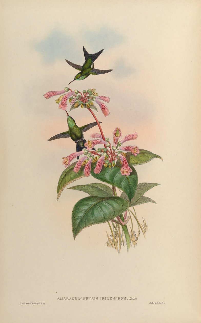 Smaragdochrysis iridescens = Chlorostilbon aureoventris X Calliphlox amethystina od John Gould