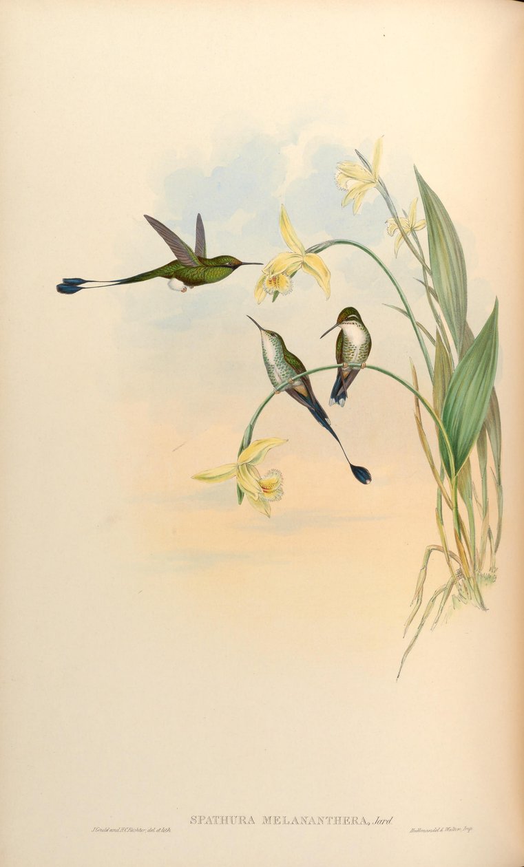 Spathura melananthera = Ocreatus underwoodii melantherus od John Gould