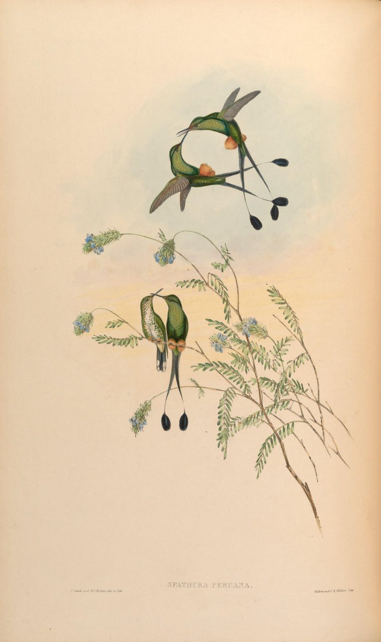 Spathura peruana = Ocreatus underwoodii peruanus od John Gould