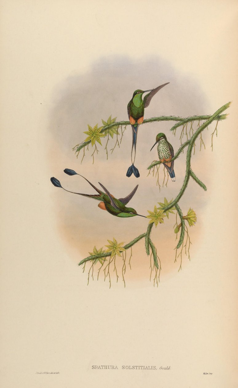 Spathura solstitialis = Ocreatus underwoodii od John Gould
