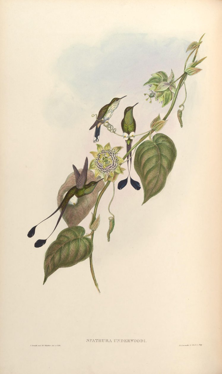 Spathura underwoodi = Ocreatus underwoodii melanantherus od John Gould