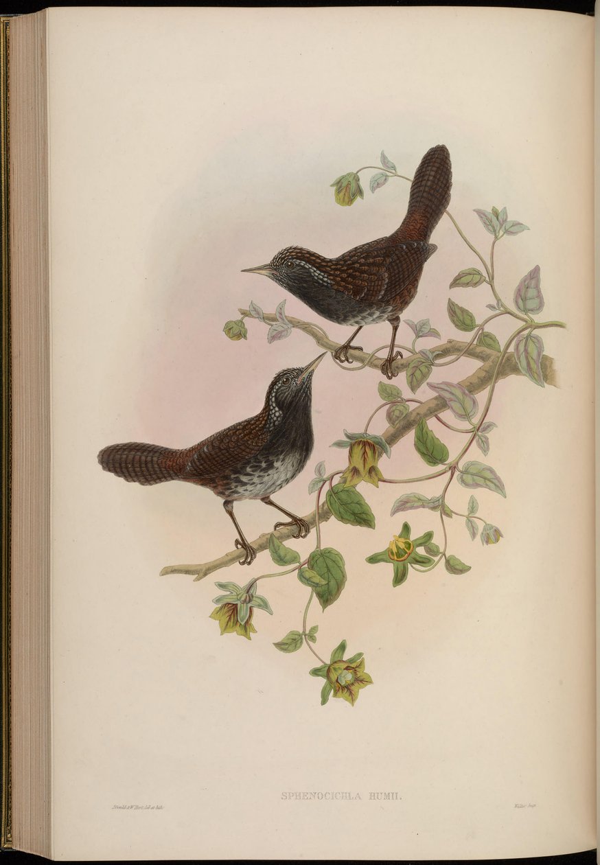 Sphenocichla humii od John Gould
