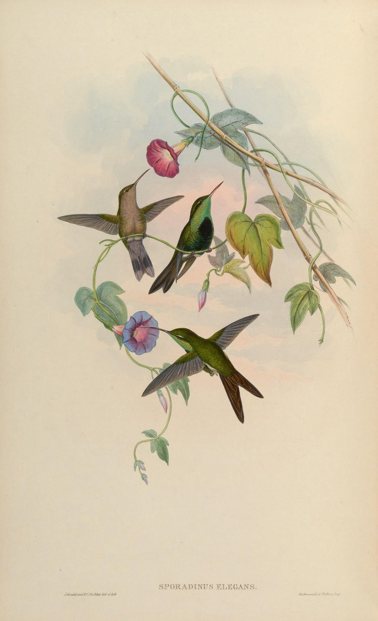Sporadinus elegans = Chlorostilbon swainsonii od John Gould