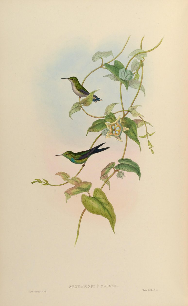Sporadinus maugaei = Chlorostilbon maugaeus od John Gould