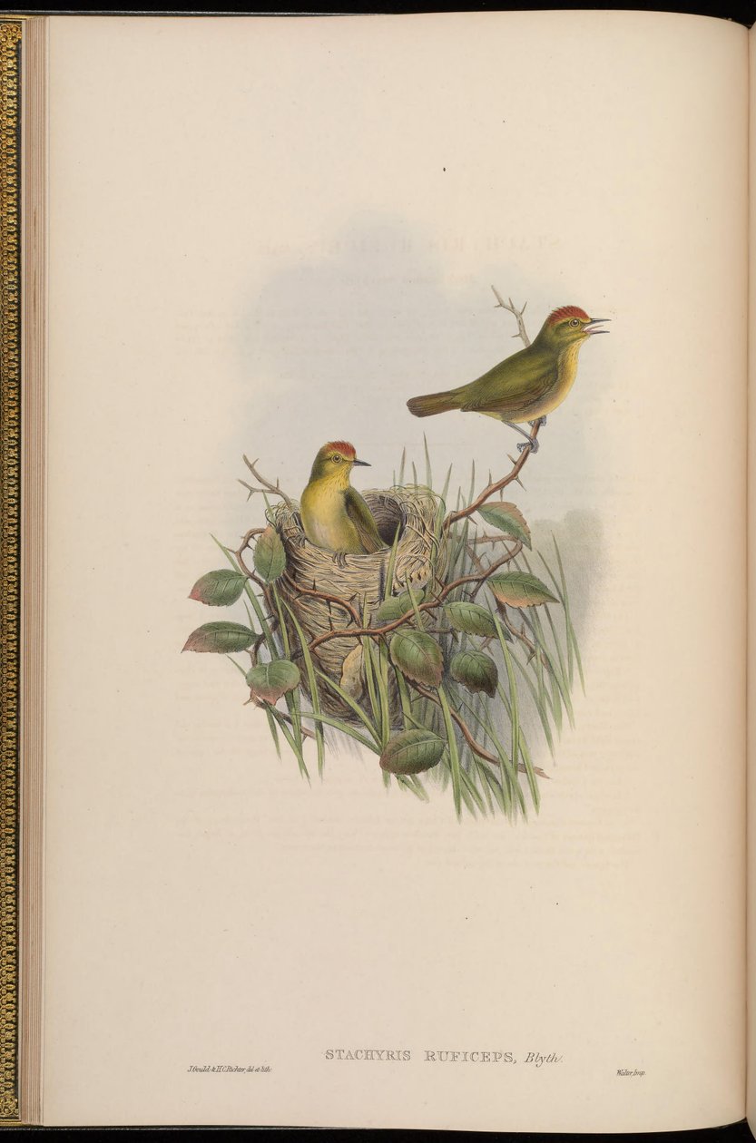 Stachyris ruficeps = Stachyridopsis ruficeps od John Gould
