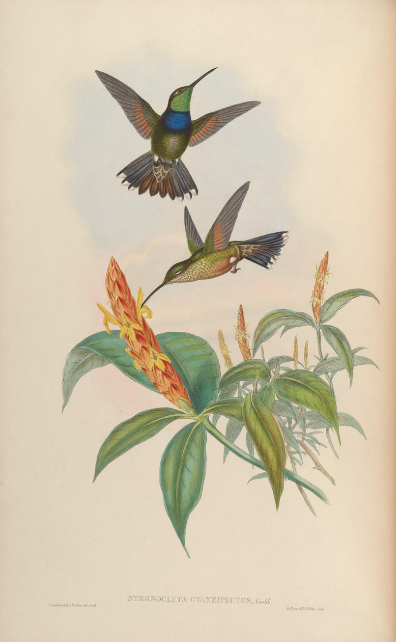 Sternoclyta cyanopectus od John Gould