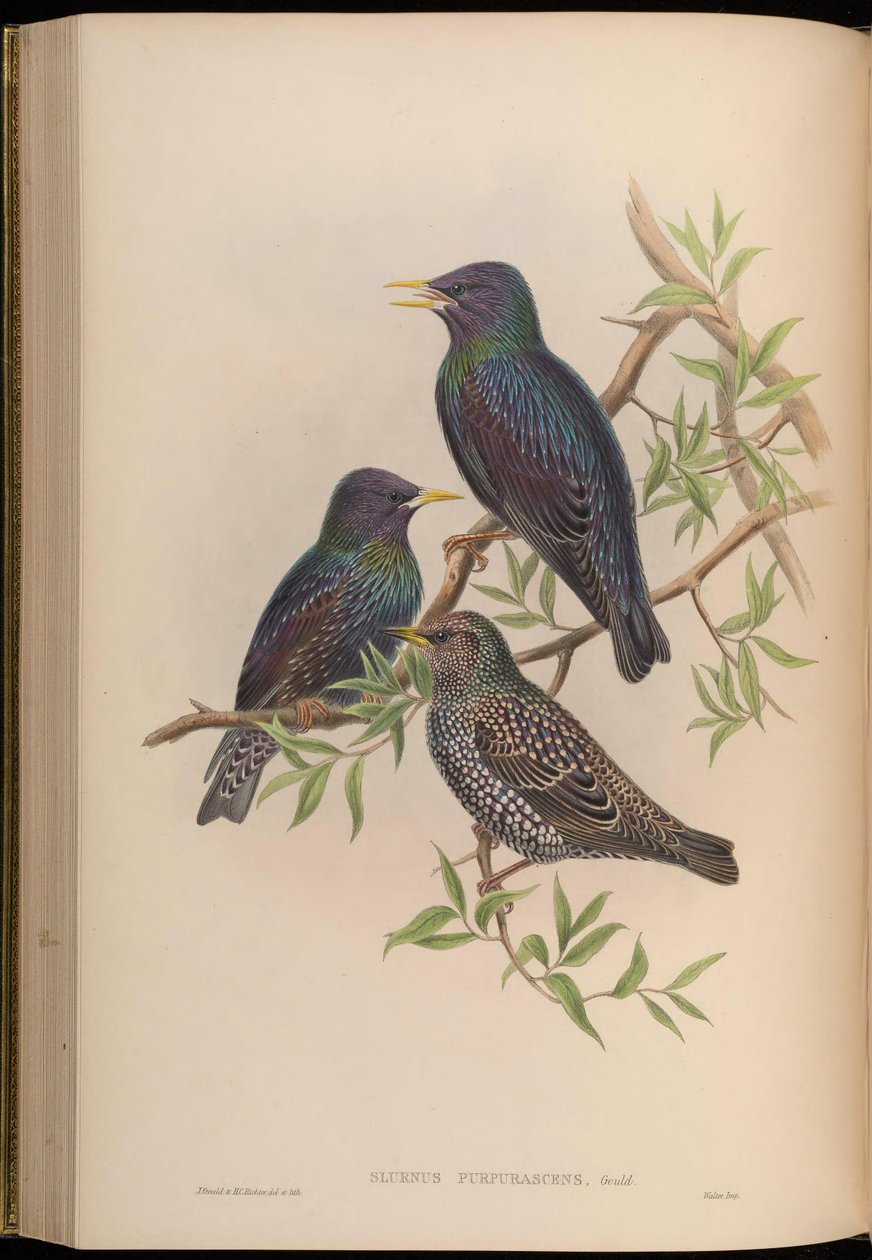 Sturnus purpurascens = Sturnus vulgaris purpurascens od John Gould
