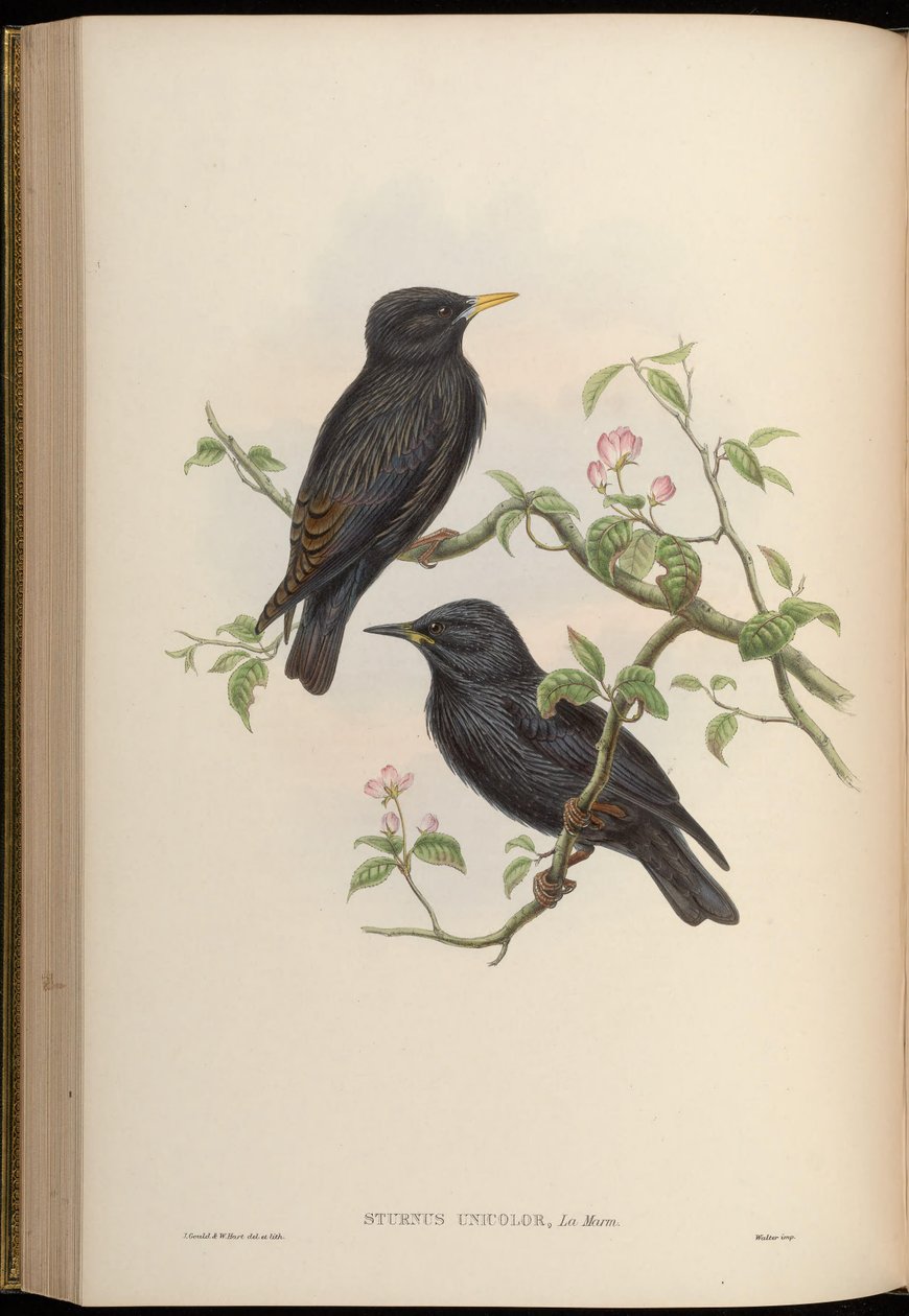 Sturnus unicolor od John Gould