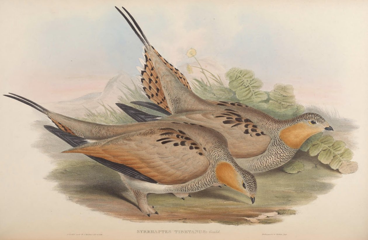 Syrrhaptes tibetanus od John Gould