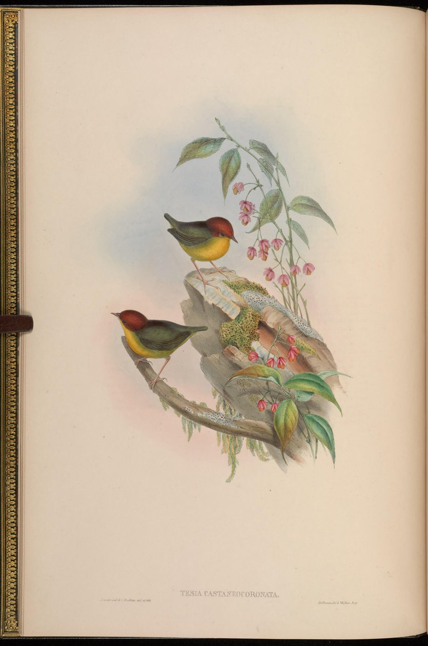 Diplomová práce castaneocoronata = Cettia castaneocoronata od John Gould
