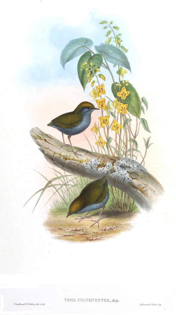 Tesia cyaneiveiventer od John Gould