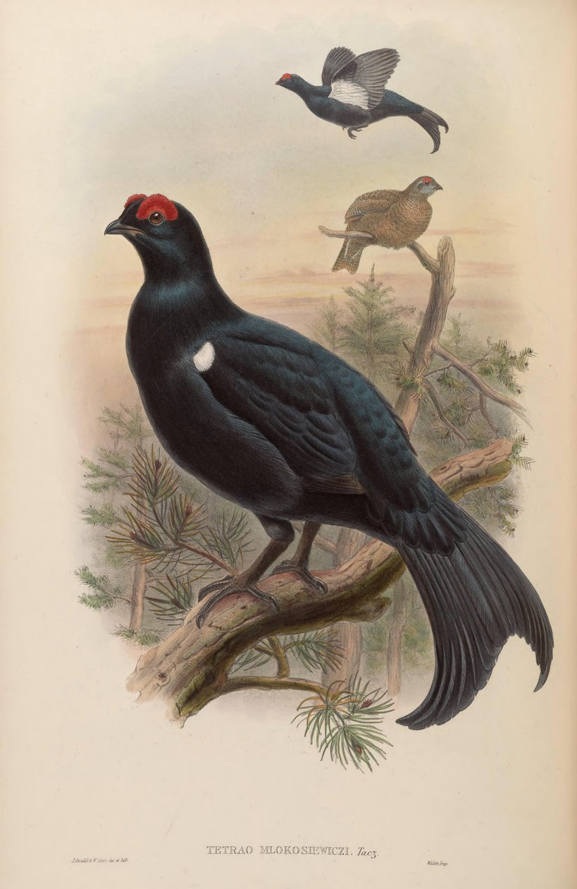 Tetrao mlokosiewiczi od John Gould