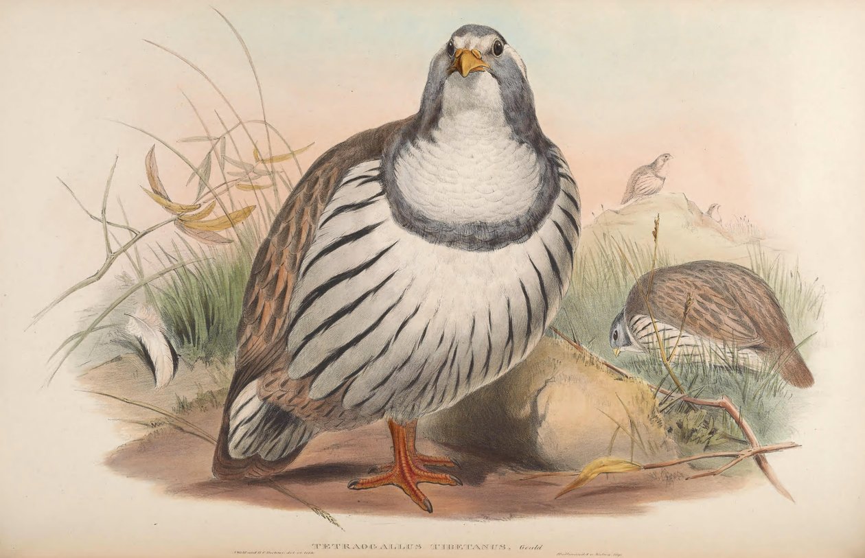 Tetraogallus tibetanus od John Gould