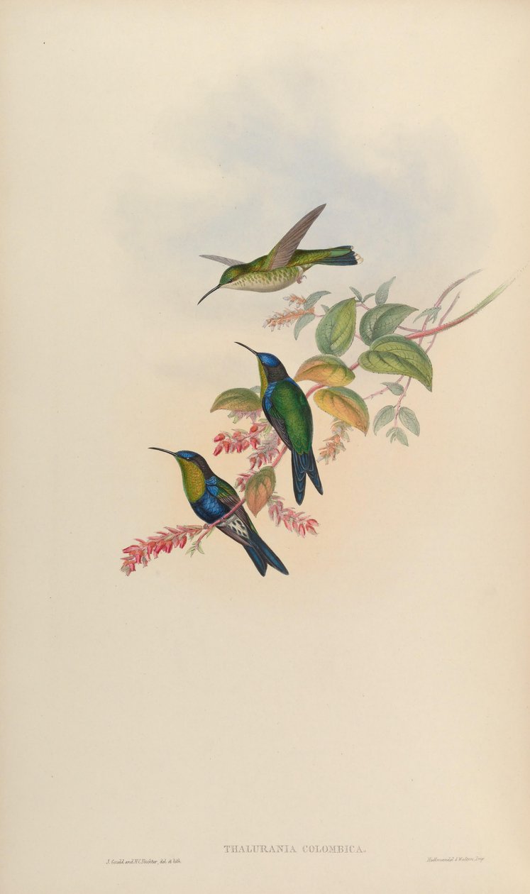 Thalurania colombica od John Gould