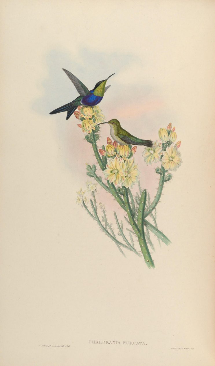 Thalurania furcata od John Gould