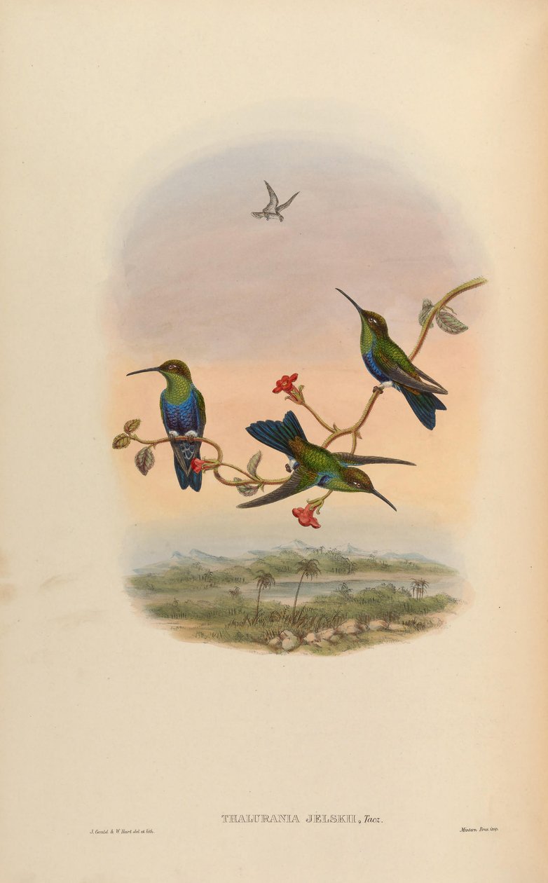 Thalurania jelskii = Thalurania furcata jelskii od John Gould