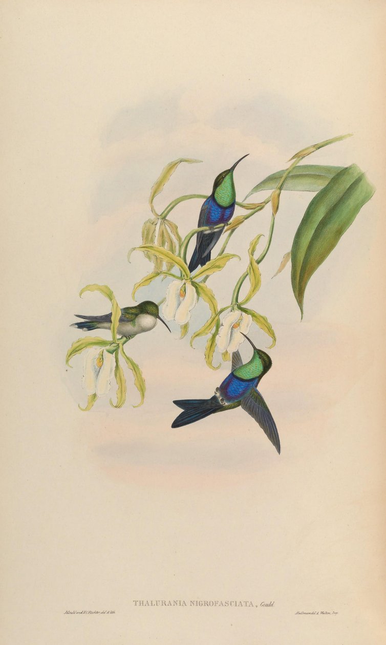 Thalurania nigrofasciata = Thalurania furcata nigrofasciata od John Gould