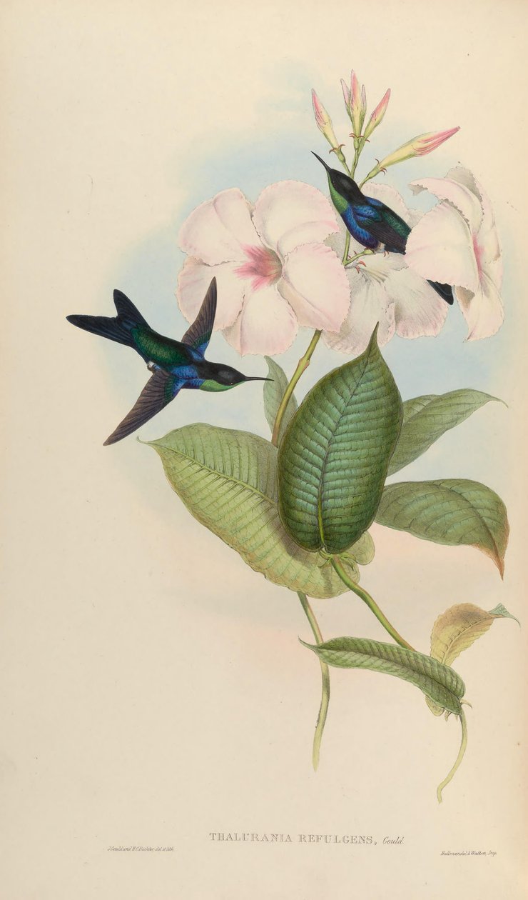 Thalurania červená = od John Gould