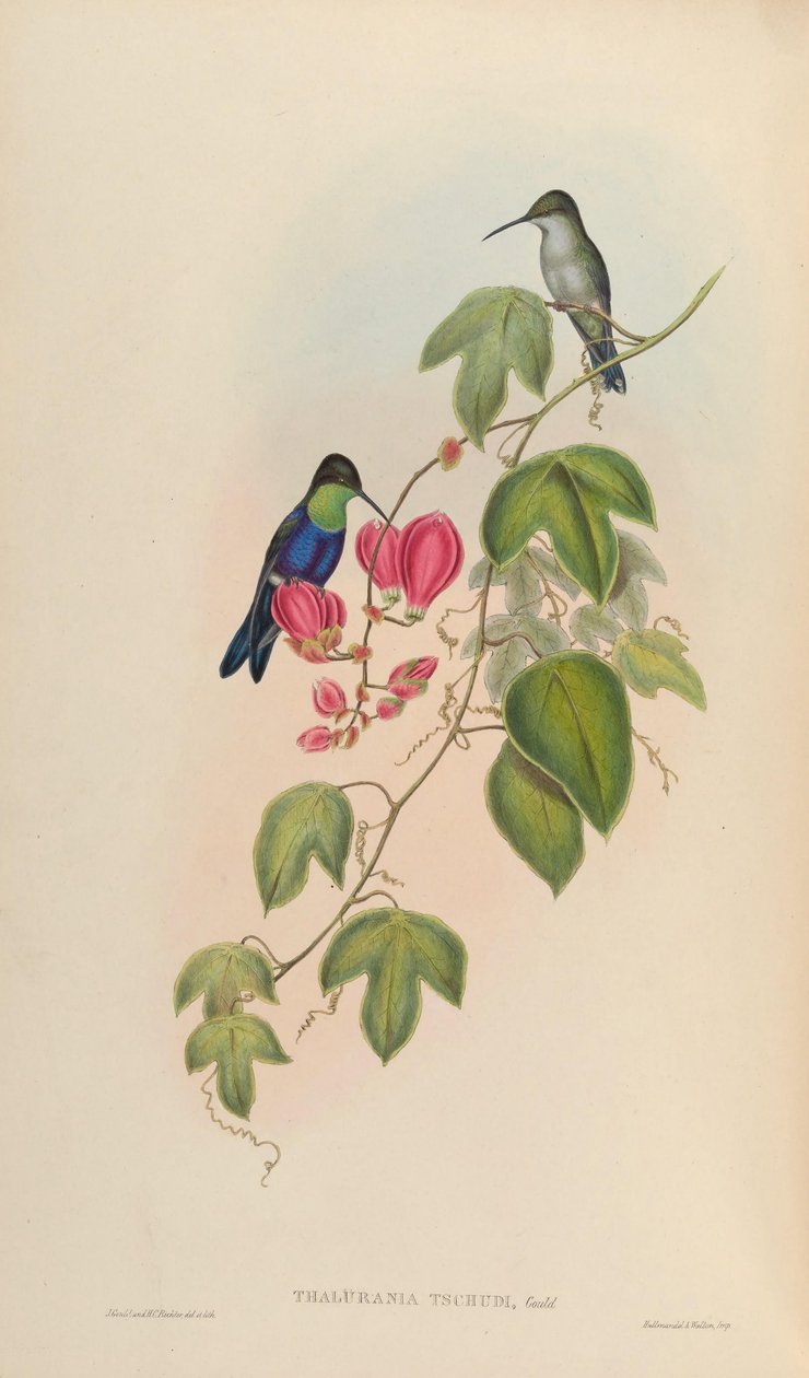 Thalurania tschudii = Thalurania furcata nigrofasciata od John Gould