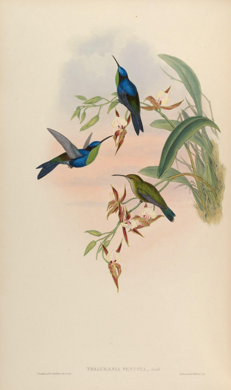 Thalurania venusta = Thalurania furcata venusta od John Gould