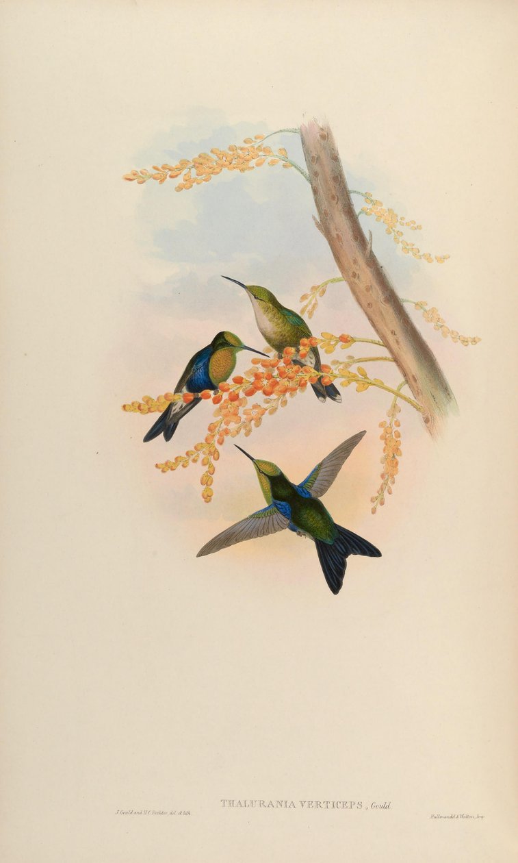 Thalurania verticeps = Thalurania fannyi verticeps [2] od John Gould