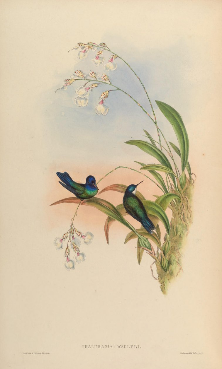 Thalurania wagleri = Cyanophaia bicolor od John Gould
