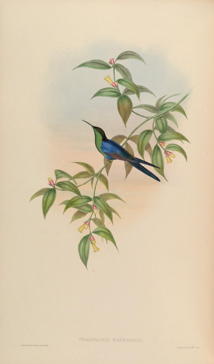 Thalurania watertonii od John Gould