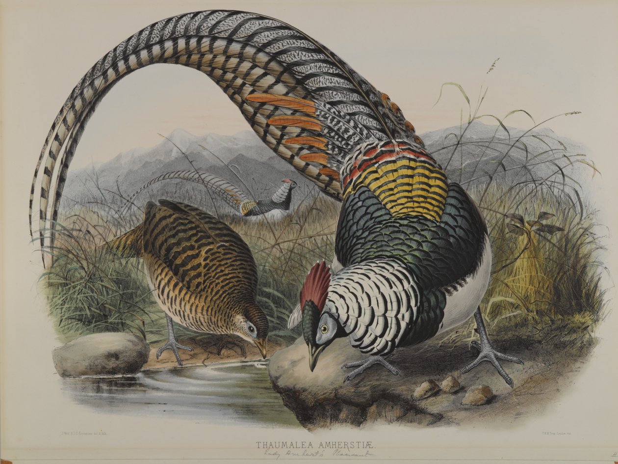 Thaumalea Amherstiae: Bažant Lady Amherts od John Gould