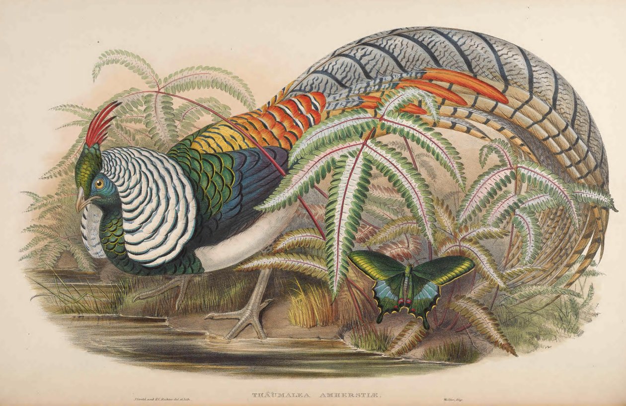 Thaumalea amherstiae = Chrysolophus amherstiae od John Gould