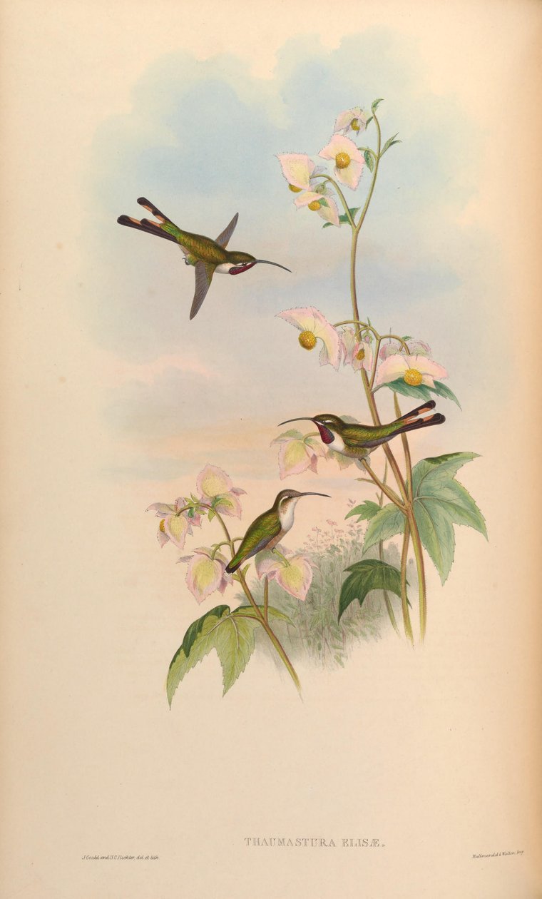 Thaumastura elizae = Doricha eliza od John Gould