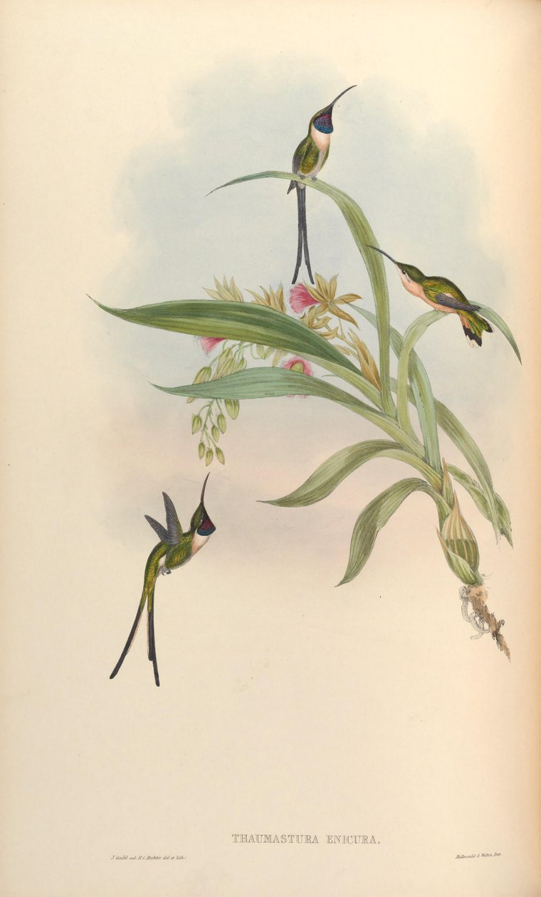 Thaumastura enicura = Doricha enicura od John Gould