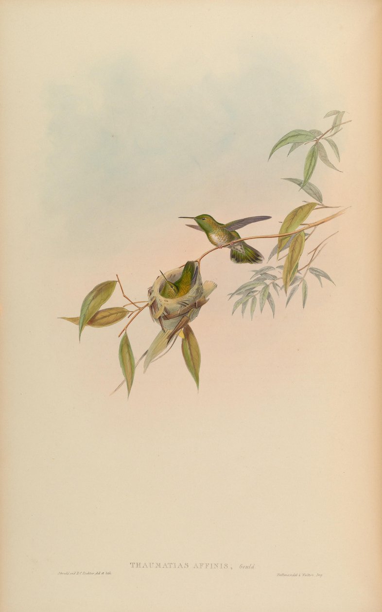 Thaumatias affinis = Index Amazilia versicolorgould od John Gould
