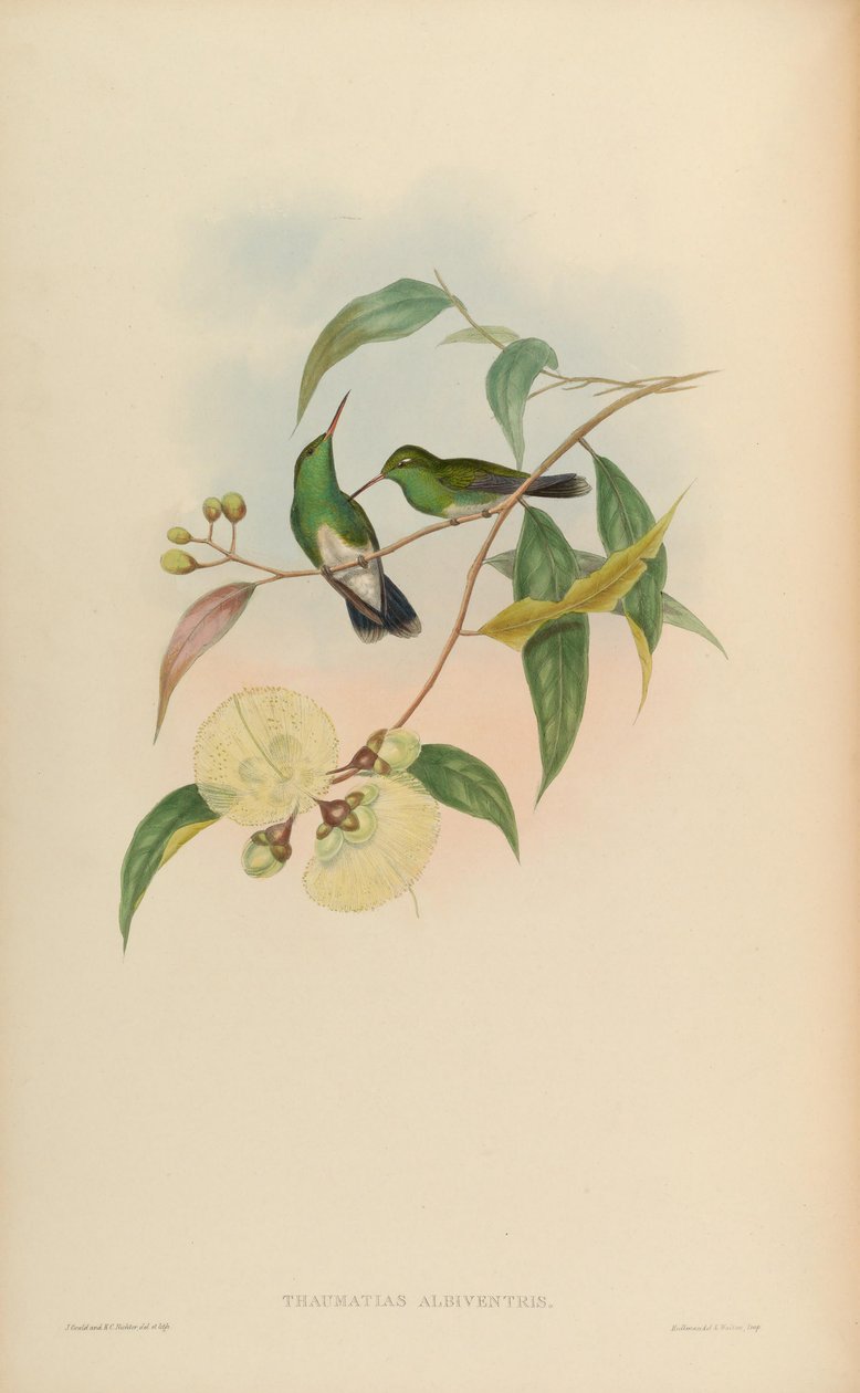 Thaumatias albiventris = Amazilia fimbriata tephrocephala od John Gould