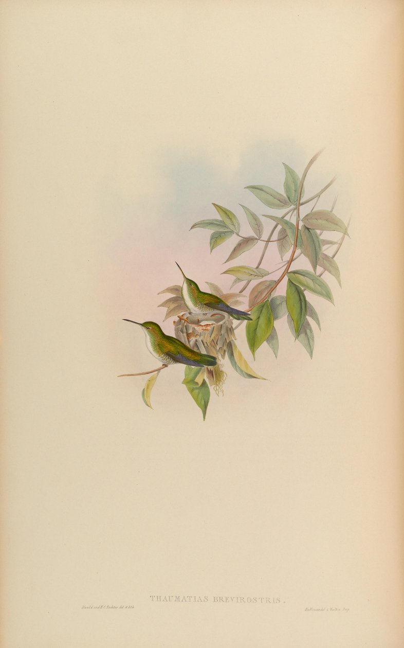 Thaumatias brevirostris = Amazilia brevirostris od John Gould