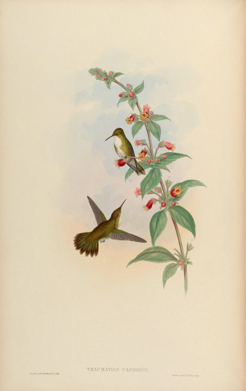 Thaumatias candidus = Amazilia candida od John Gould