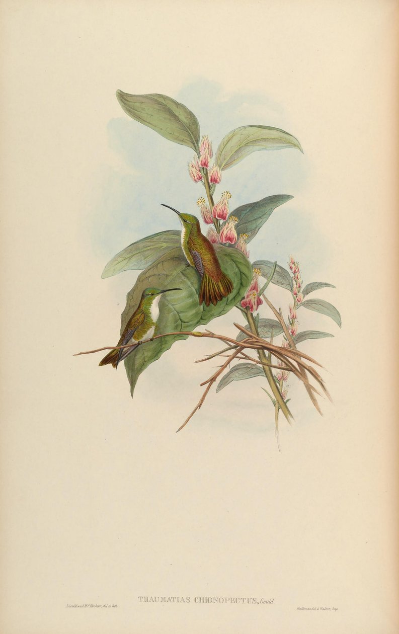 Thaumatias chionurus = Amazilia brevirostris chionopectus od John Gould