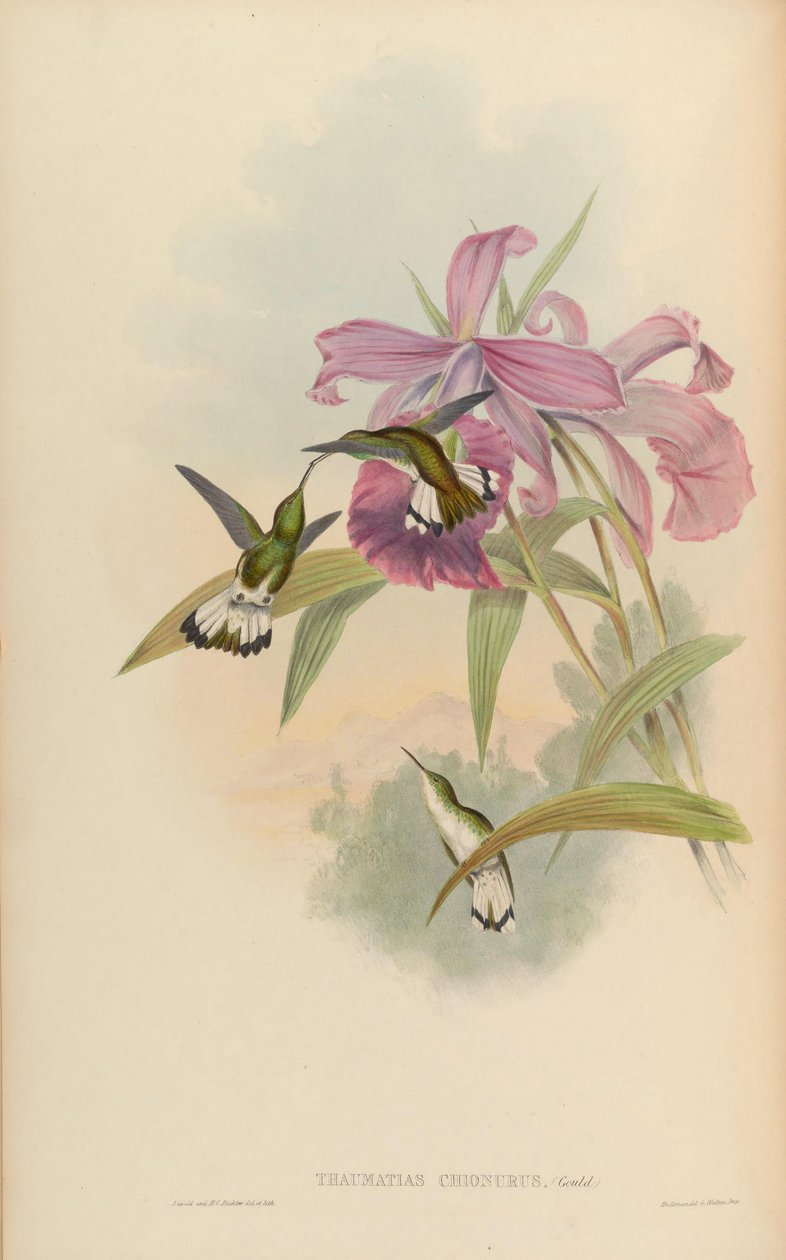 Thaumatias chionurus = Elvira chionura od John Gould