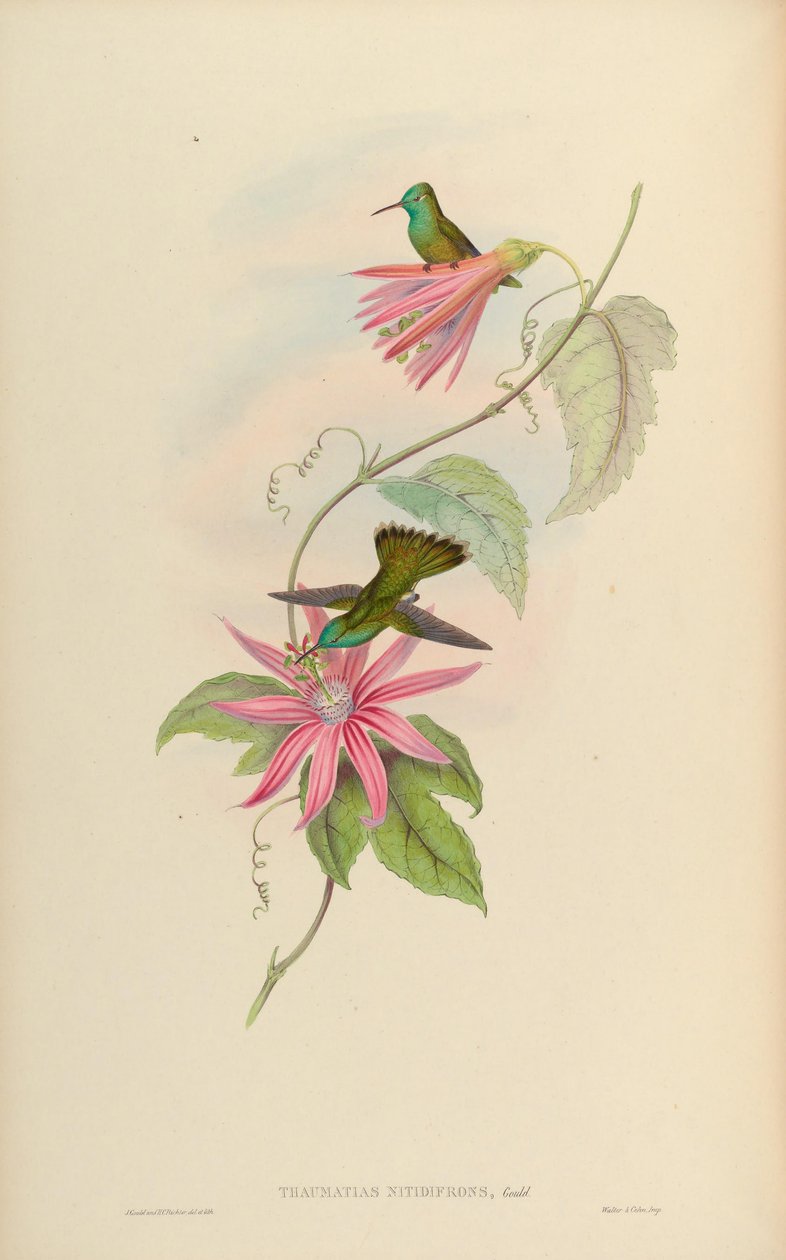 Thaumatias nitidifrons = Amazilia versicolor nitidifrony od John Gould